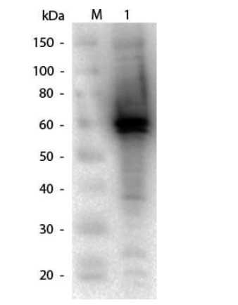 Western Blot of DYKDDDDK (FLAG) Positive Control Lysate.<br />Lane 1: DYKDDDDK (FLAG) Positive Control Lysate. Load: 10 μg per lane.<br />Primary antibody: Flag Antibody at 1:1,000 overnight at 4 centigrade.<br />Secondary antibody: Mouse secondary antibody at 1:40,000 for 30 min at RT.<br />Block: MB-070 for 30 min at RT.<br />Predicted/Observed size: 60 kDa for DYKDDDDK tagged recombinant protein.